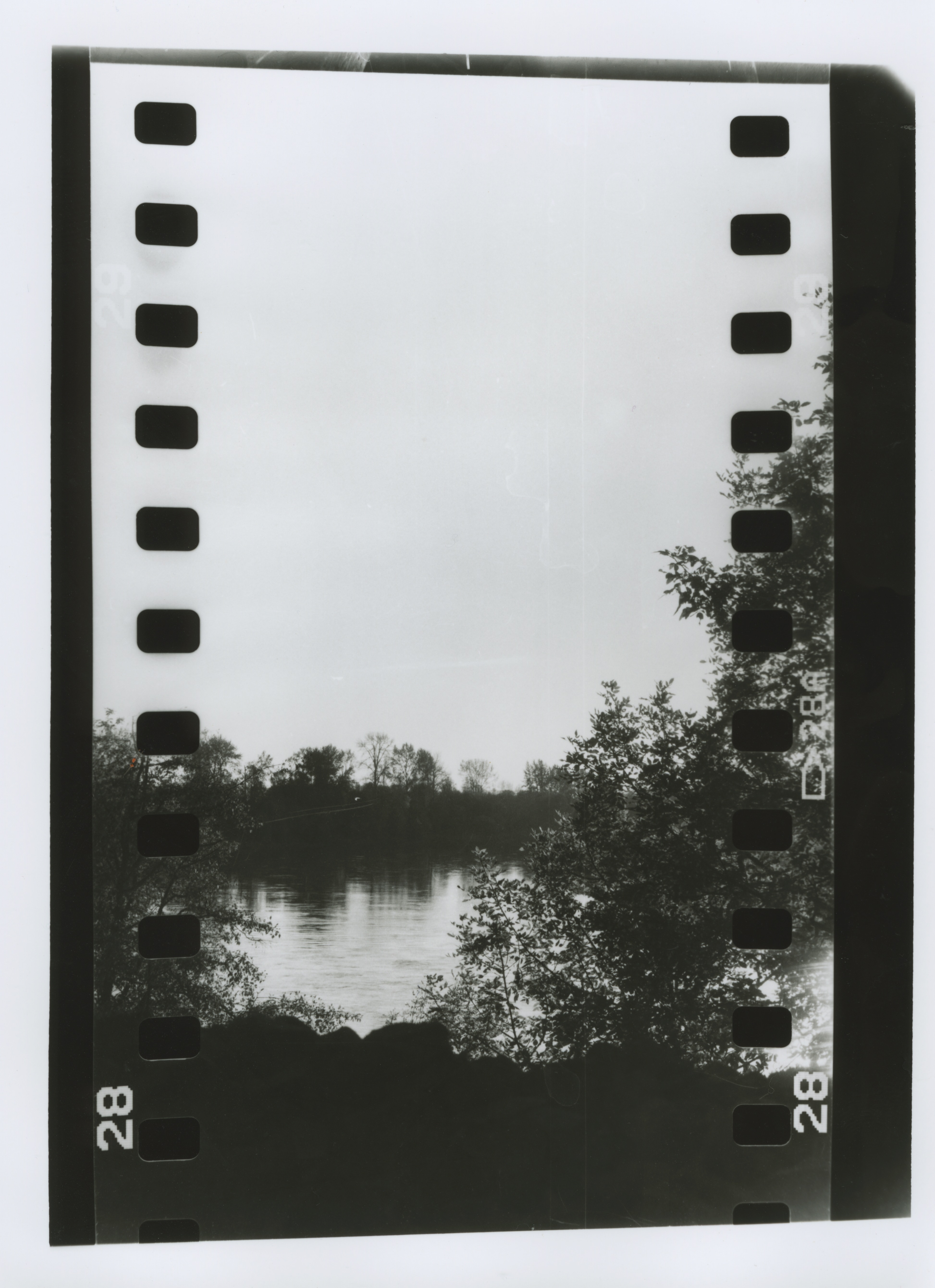 gray scale photography of trees near body of water