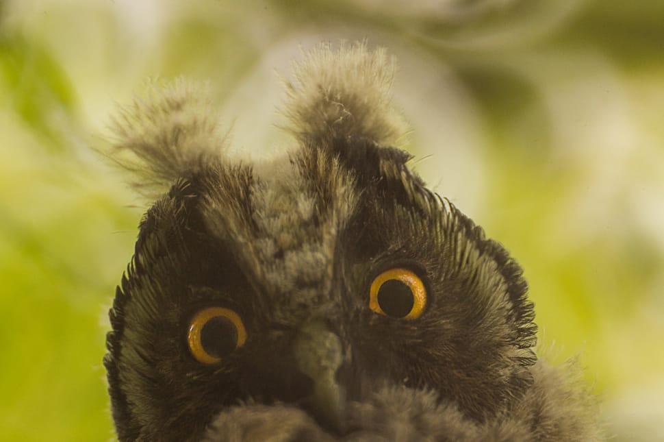 black and white owl with green background preview