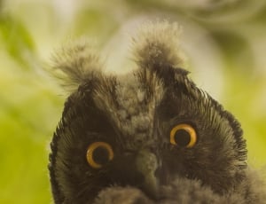 black and white owl with green background thumbnail