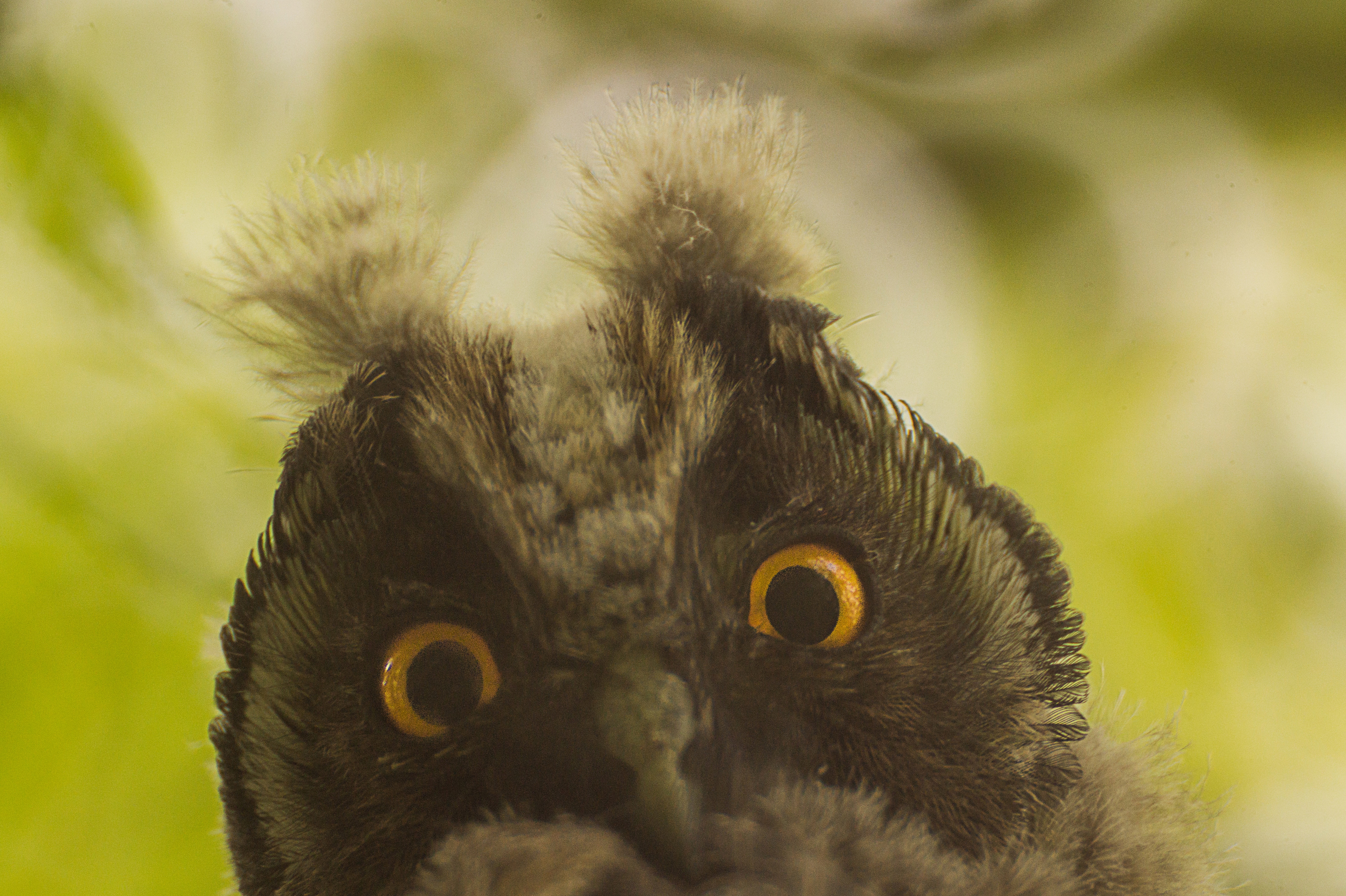 black and white owl with green background
