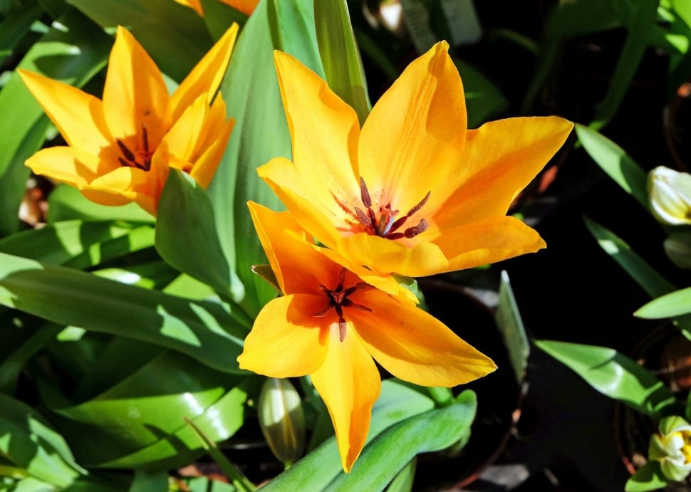 yellow tullips preview