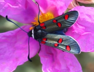 red and black moth thumbnail