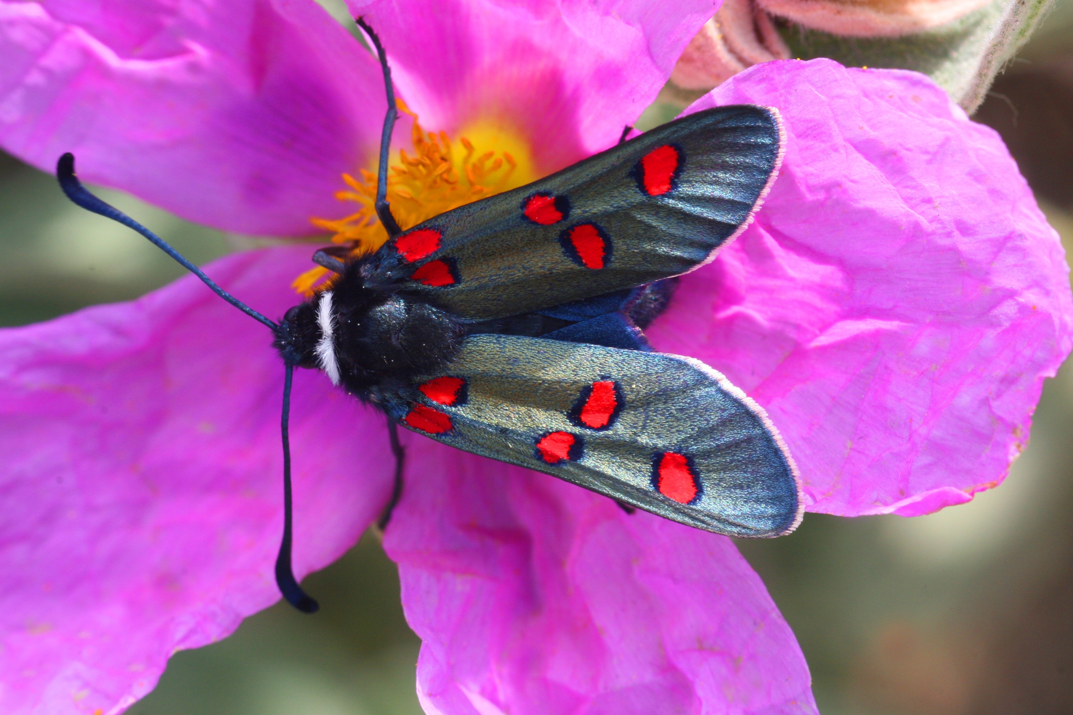 red and black moth