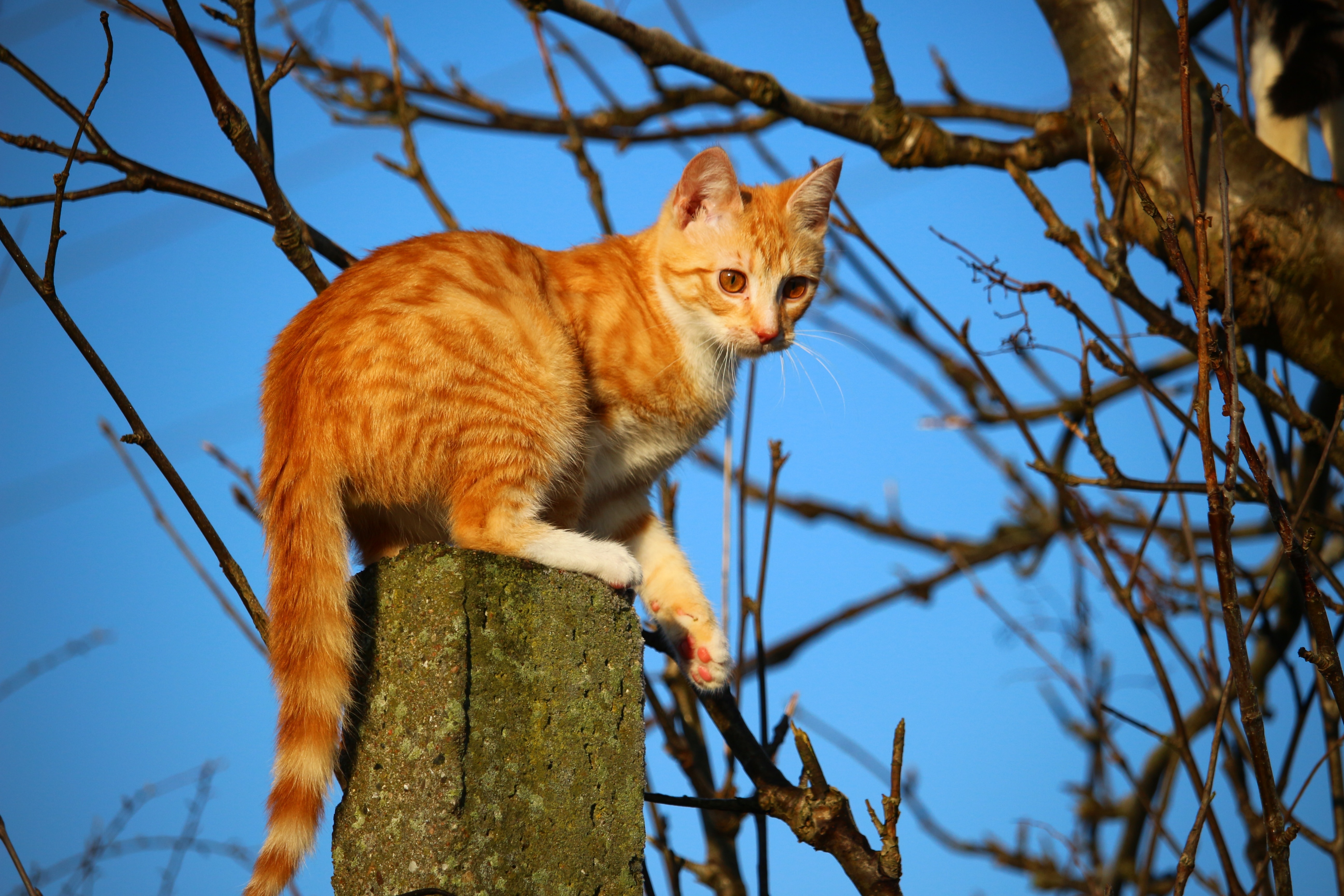 orange short coated cat