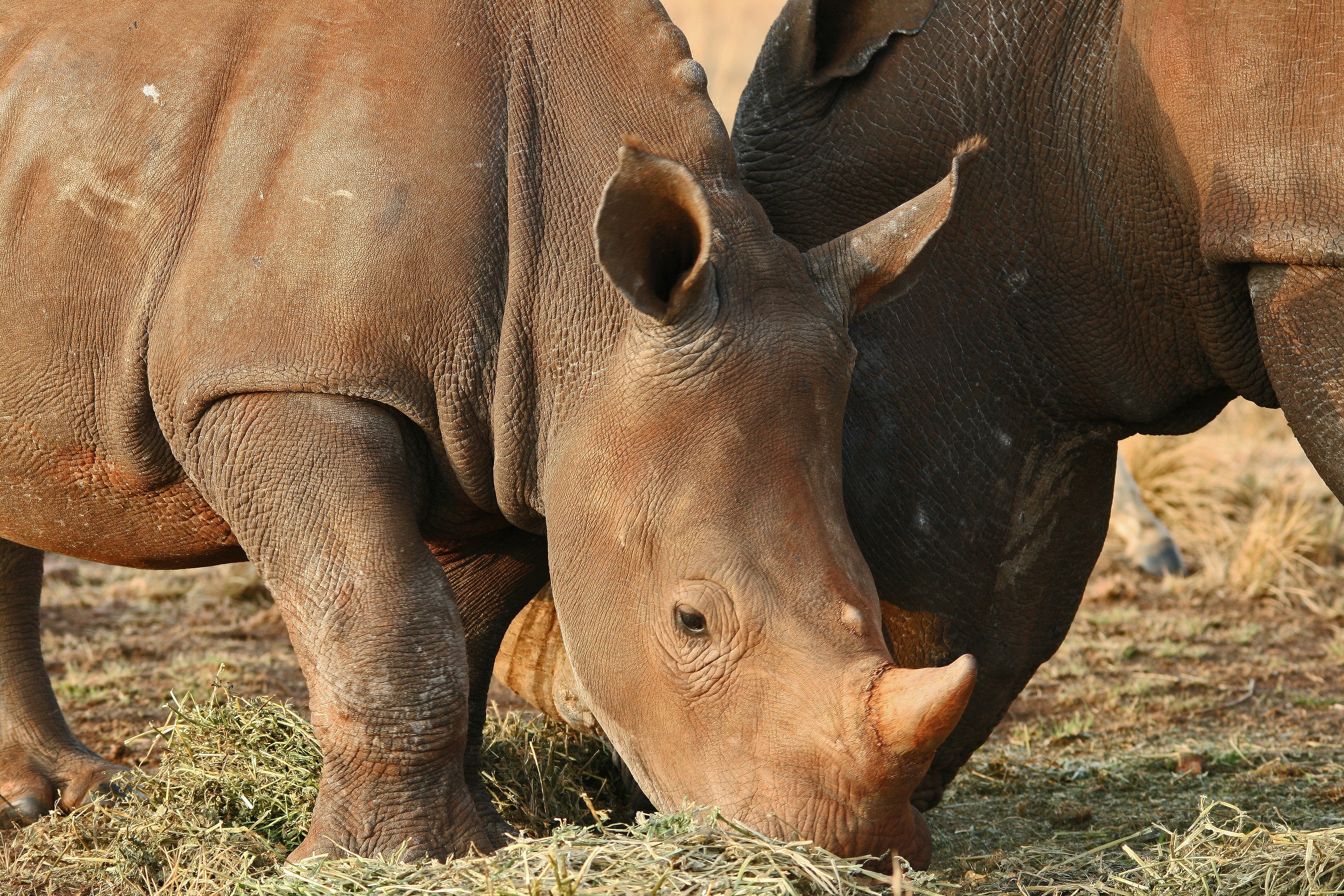 brown rhino