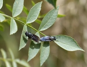 Copulation, Insects Mating, Blackfly, leaf, insect thumbnail