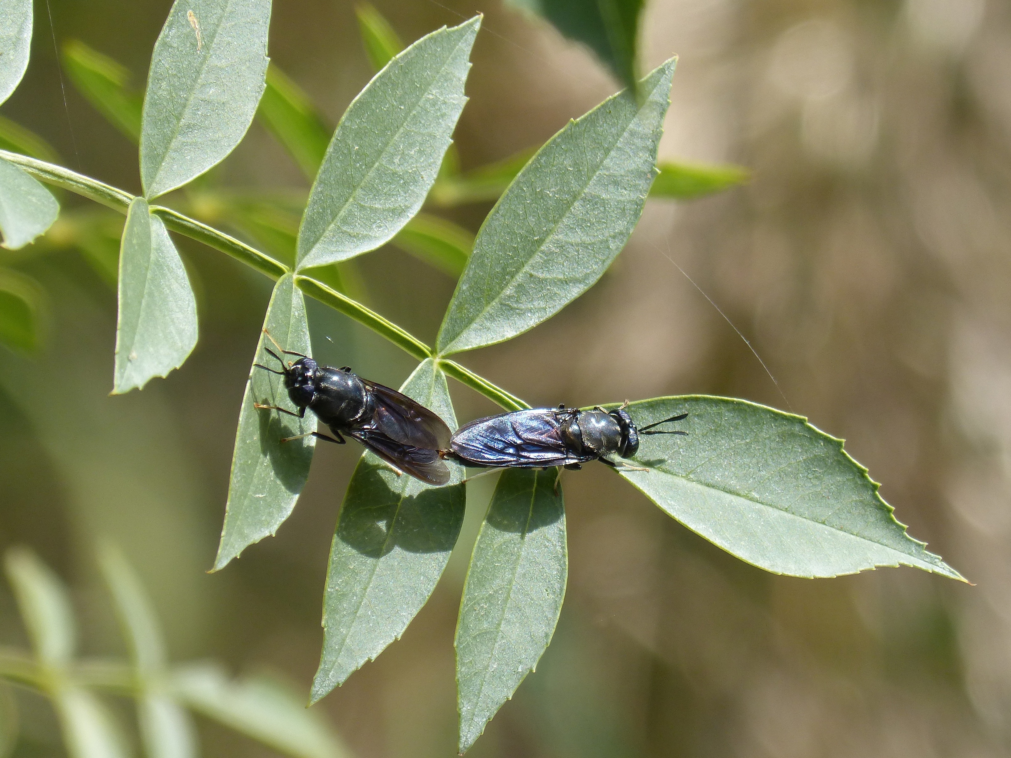 Copulation, Insects Mating, Blackfly, leaf, insect