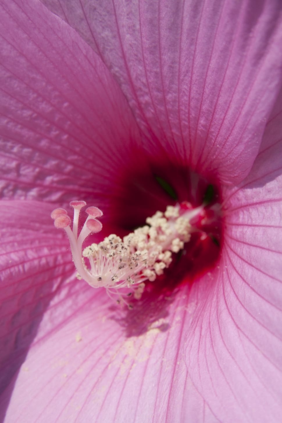 Hibiscus, Chinese Rose Eibisch, flower, petal preview