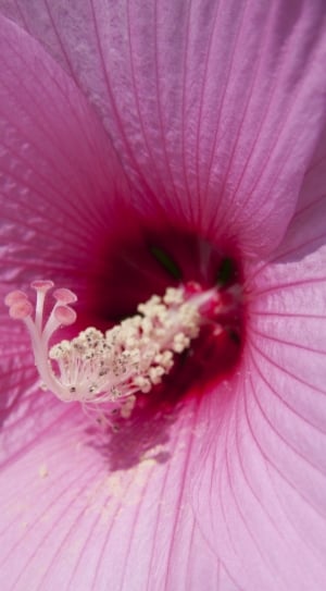 Hibiscus, Chinese Rose Eibisch, flower, petal thumbnail