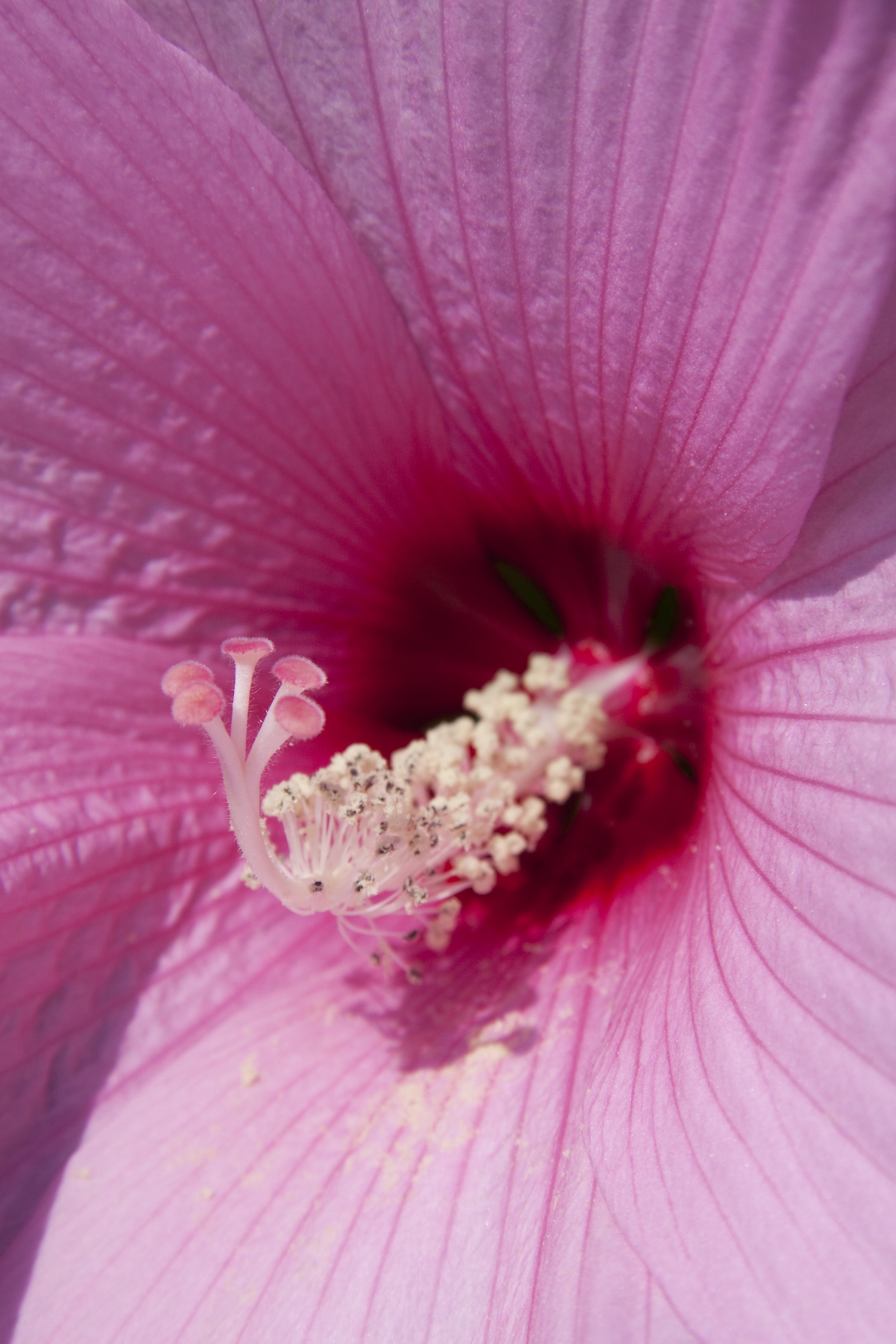 Hibiscus, Chinese Rose Eibisch, flower, petal