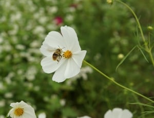 bee on white petal flower thumbnail
