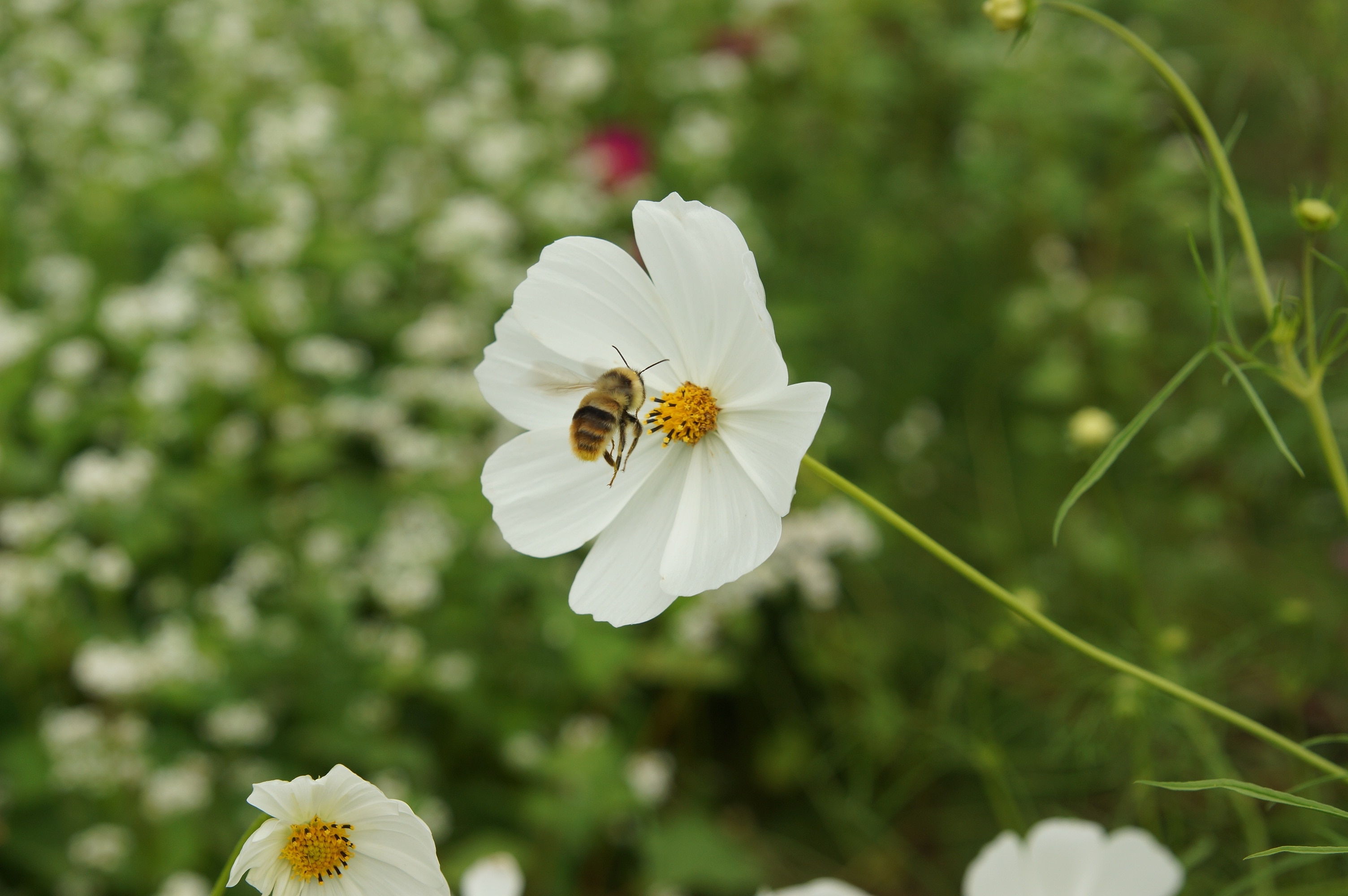 bee on white petal flower