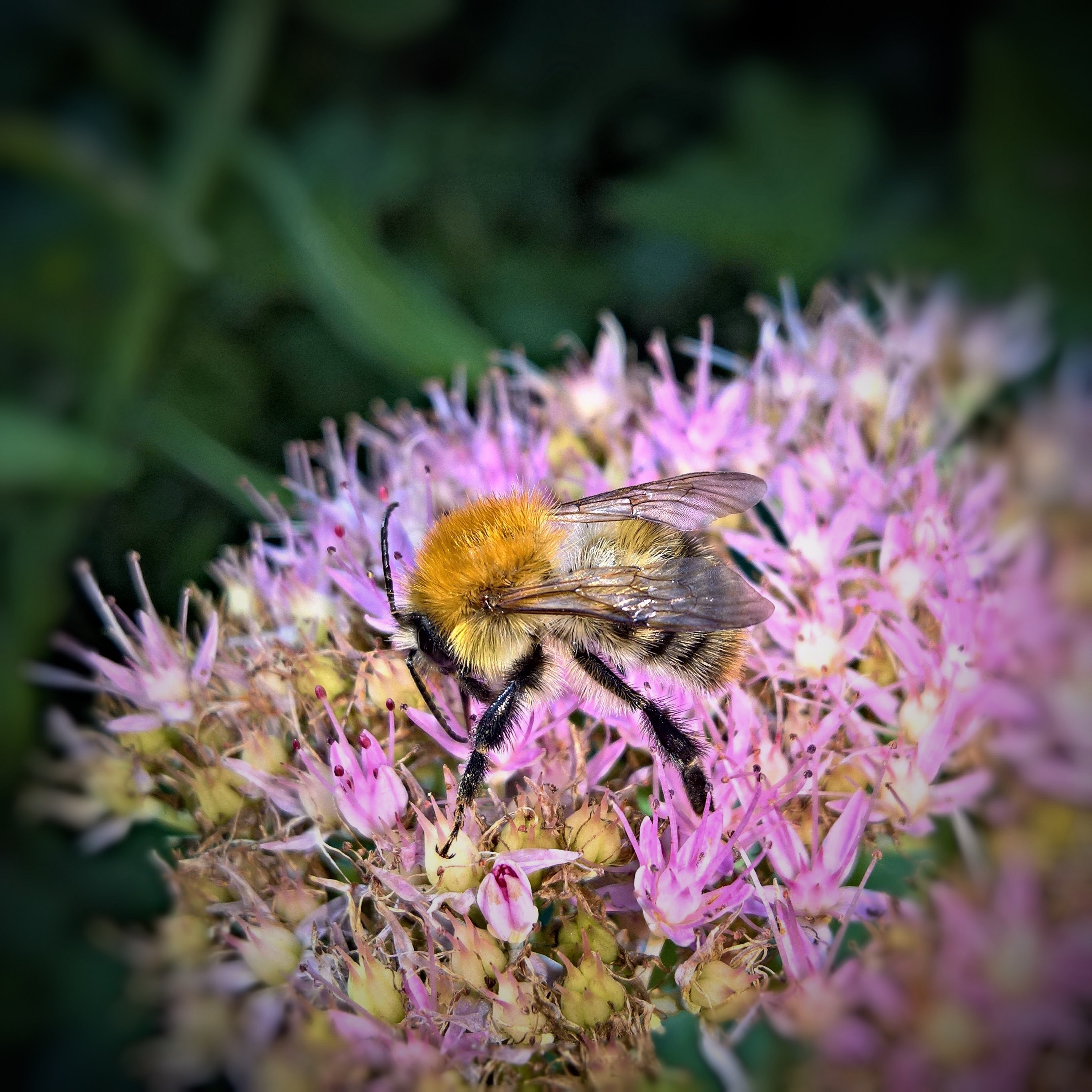 yellow bee