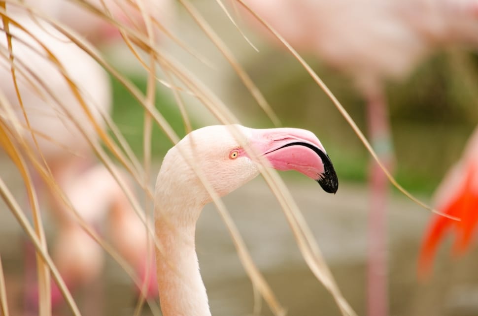 flamingo preview