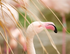 flamingo thumbnail