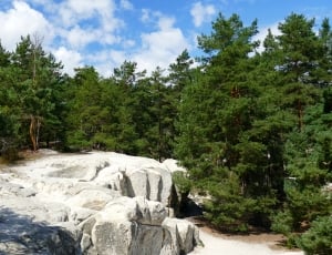 green tall trees and concrete rocks thumbnail