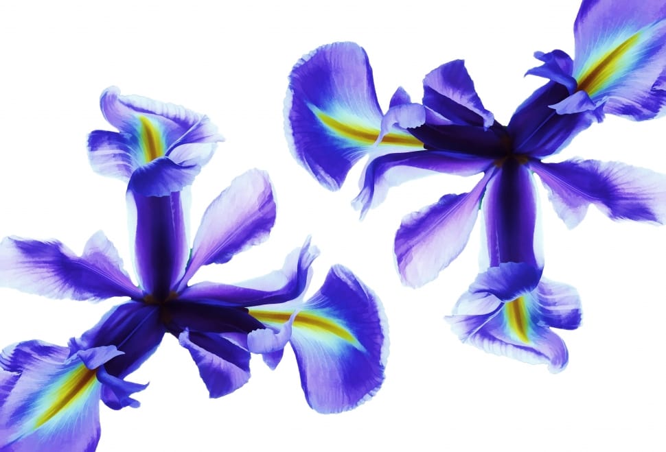 purple and yellow petaled flower preview