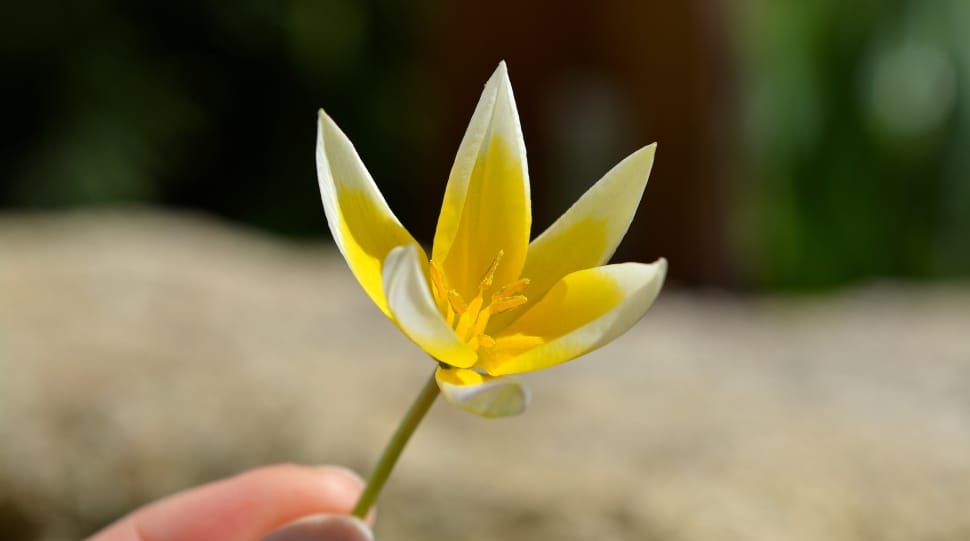 yellow white 5 petaled flower preview