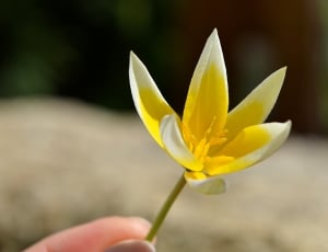 yellow white 5 petaled flower thumbnail