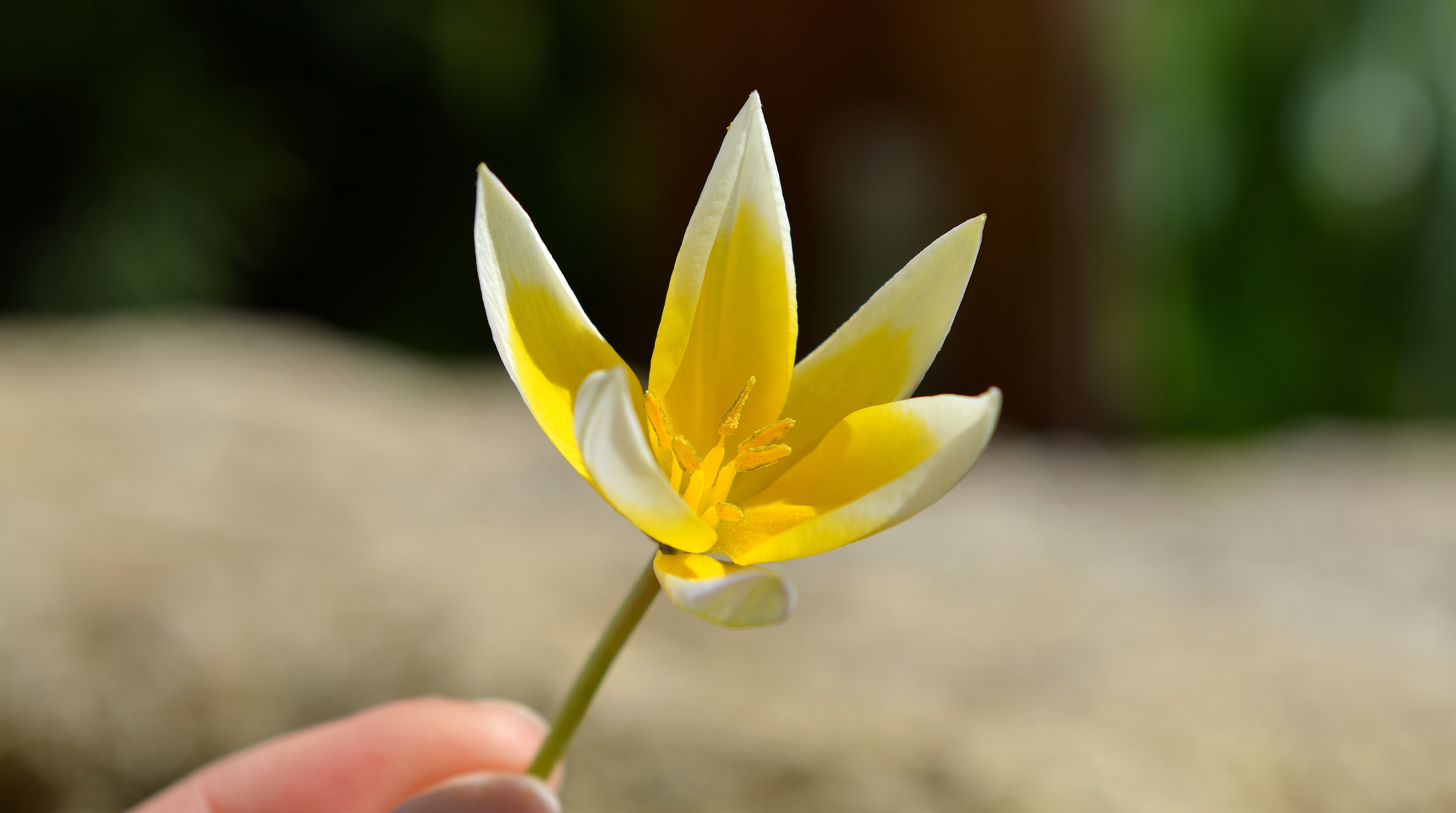 yellow white 5 petaled flower