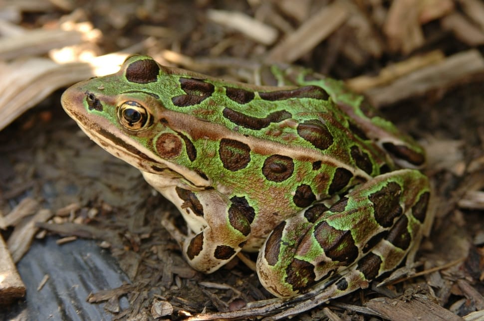 green brown and white frog preview