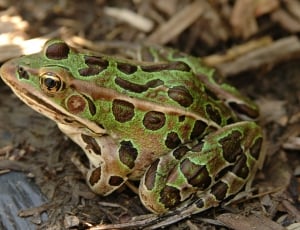 green brown and white frog thumbnail