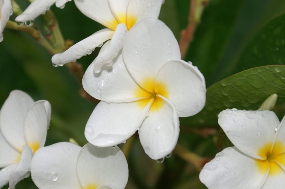 shallow focus photography of white-and-yellow flowers preview