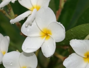 shallow focus photography of white-and-yellow flowers thumbnail