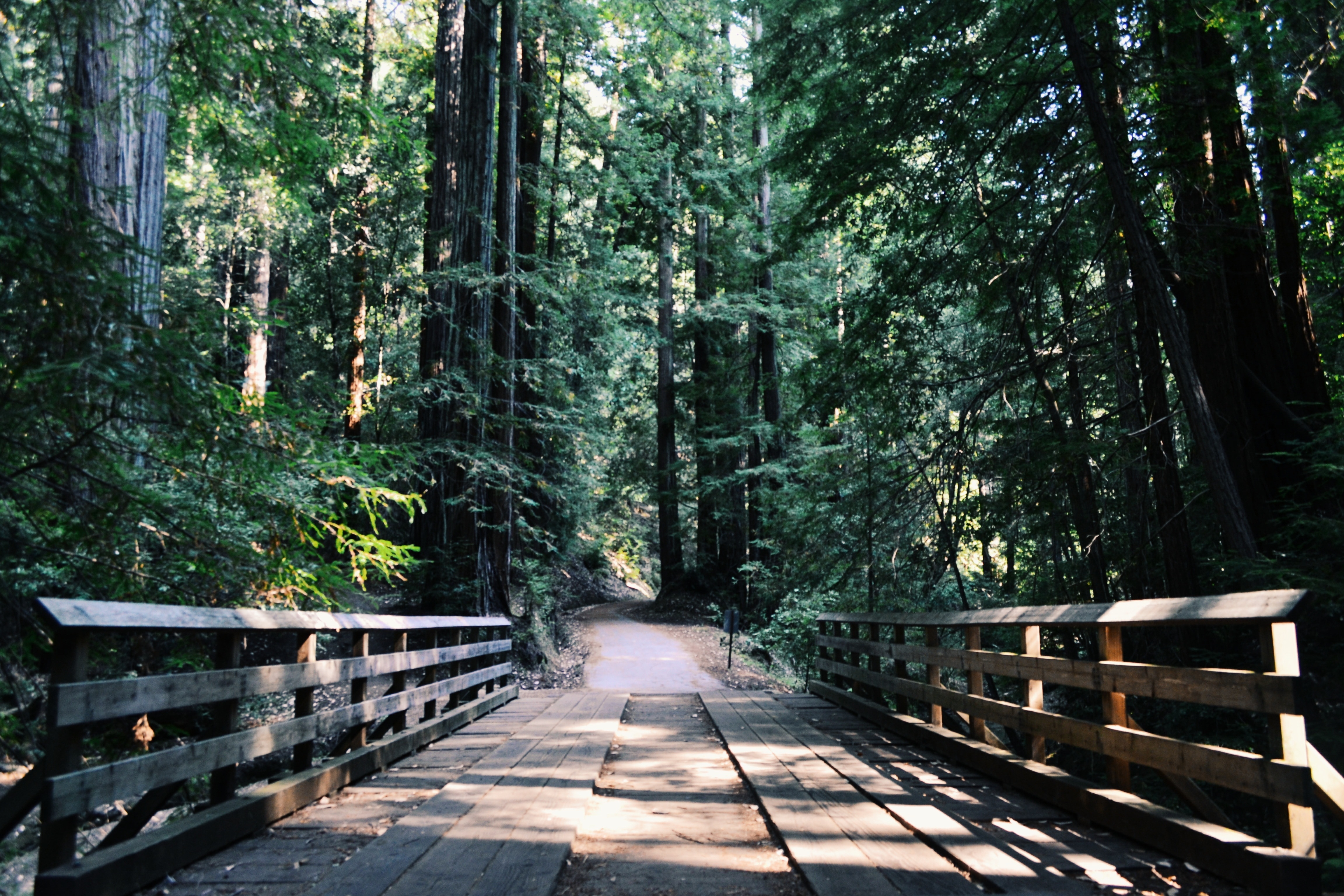 Лесной парк. Сосновый Бор подвесной мост. Парк в лесу. Ворота в лесу.