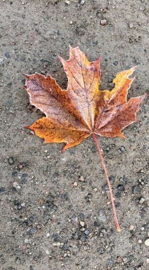 Maple Leaf, On The Ground, Autumn Leaves, leaf, autumn thumbnail