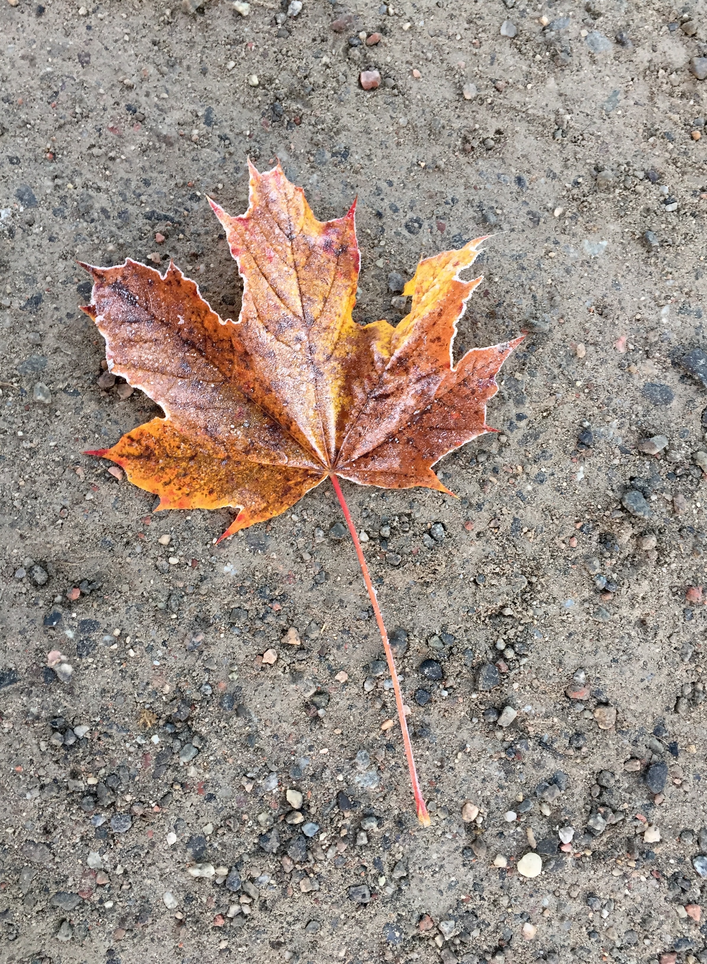 Maple Leaf, On The Ground, Autumn Leaves, leaf, autumn
