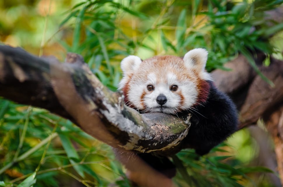 Adorable red panda lying on the branch preview