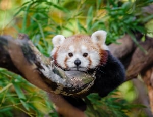 Adorable red panda lying on the branch thumbnail