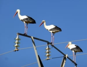 3 white and black storks thumbnail