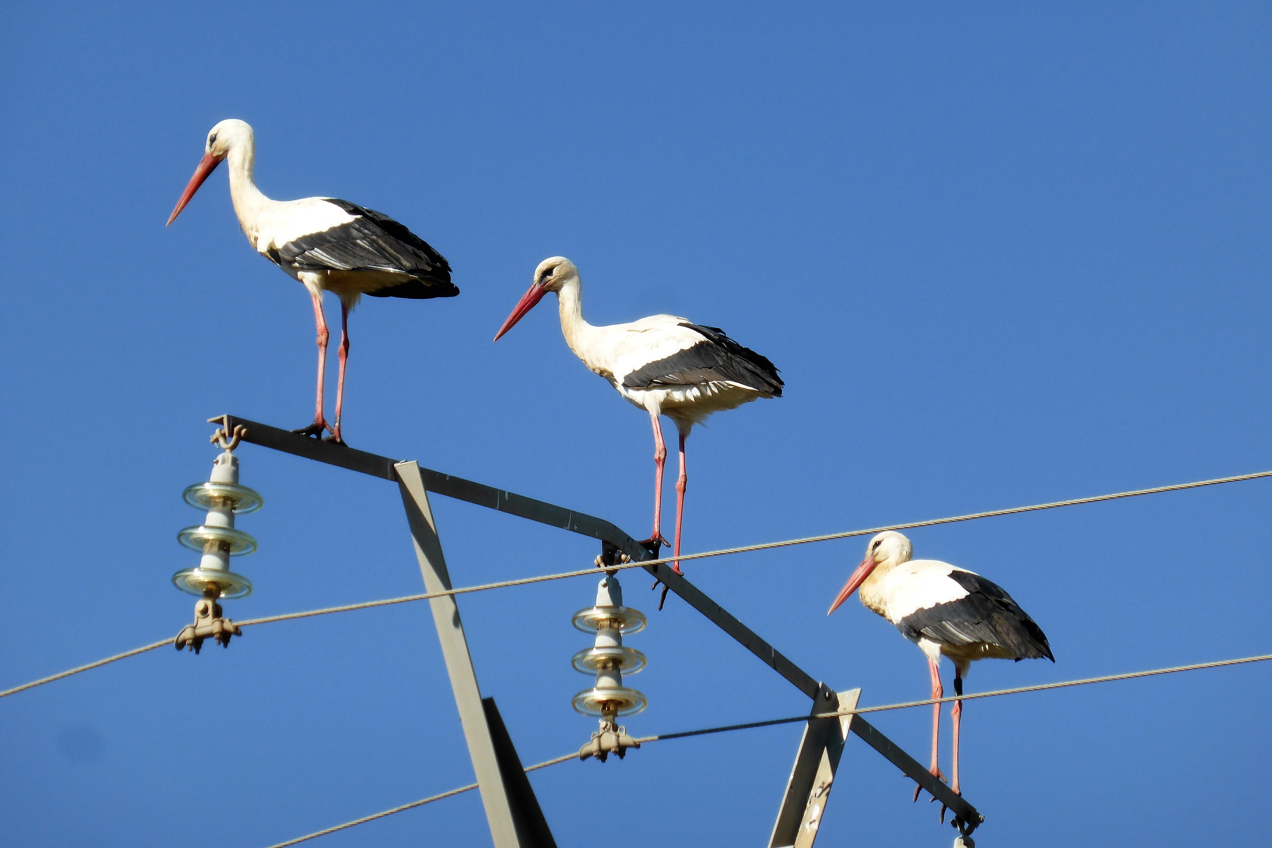 3 white and black storks