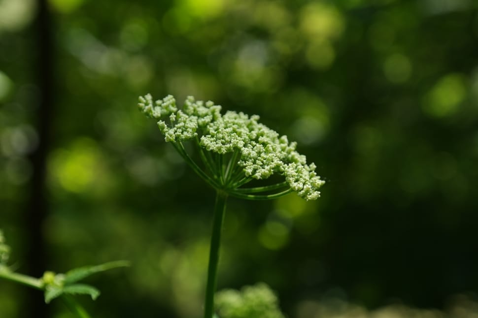 Blossom, Giersch, White, Bloom, Umbel, growth, nature preview