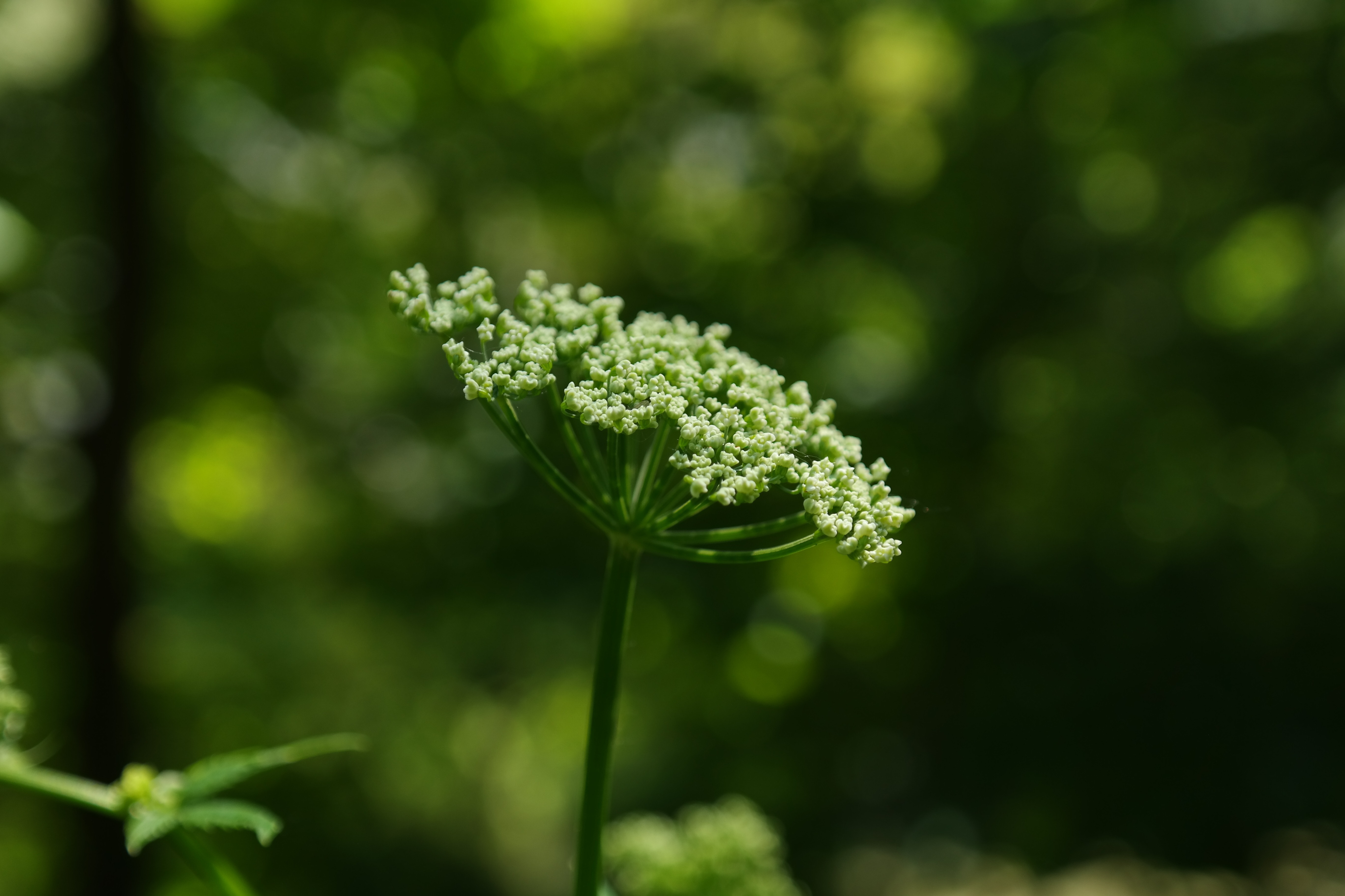 Blossom, Giersch, White, Bloom, Umbel, growth, nature
