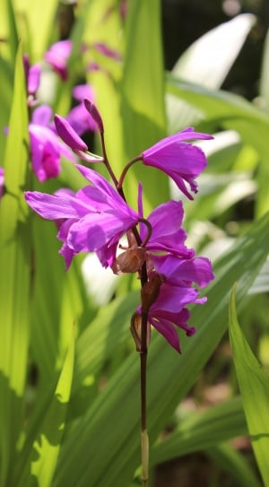 selectorized photo of purple petaled flower thumbnail