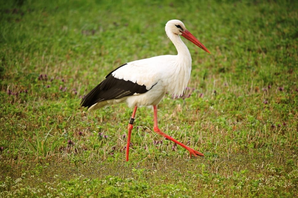 white stork preview
