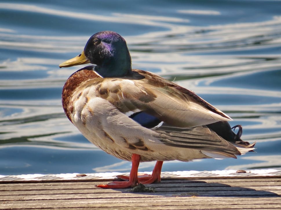 close up photography of brown and gray duck standing on seashore during daytime preview