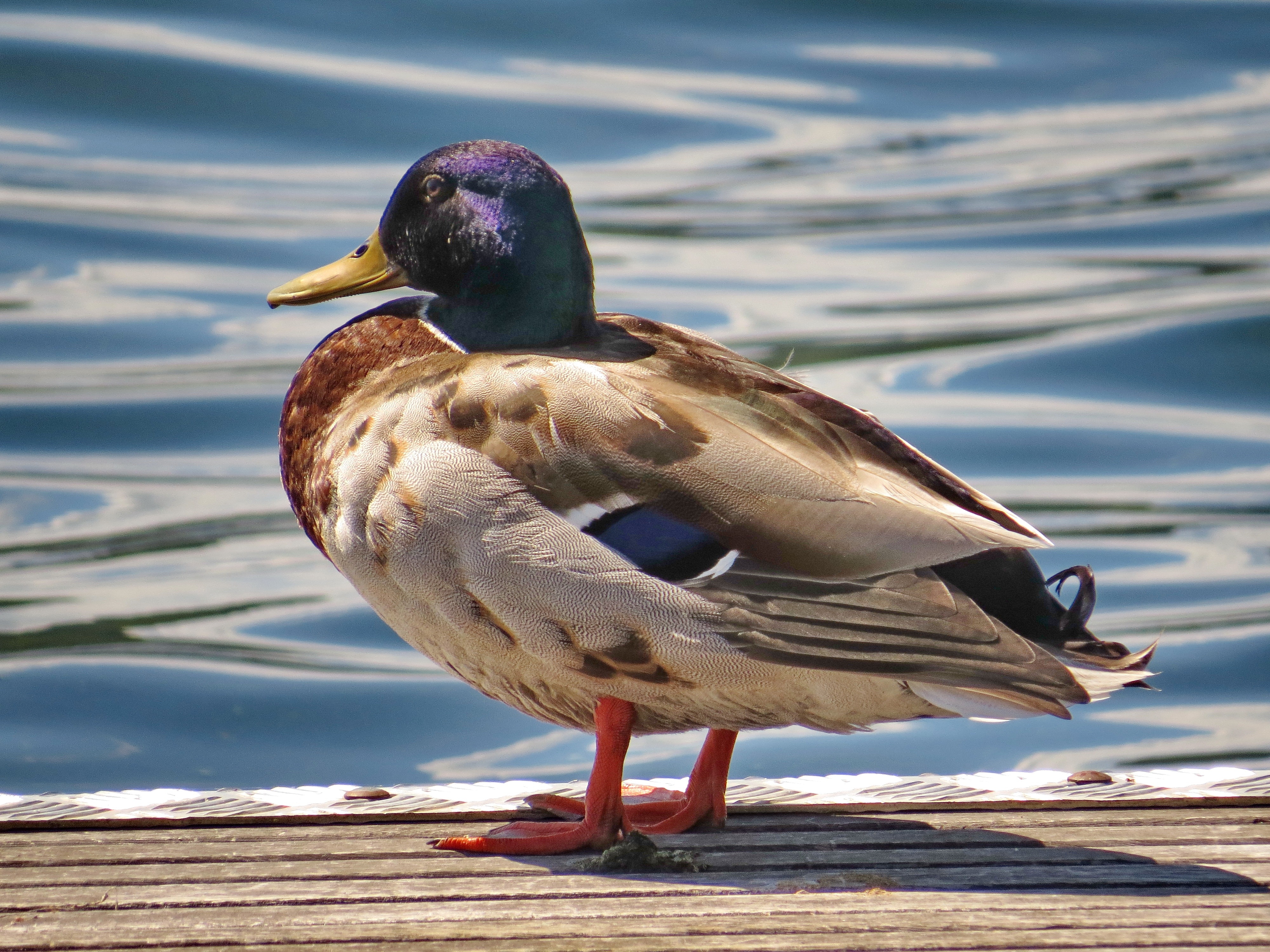 close up photography of brown and gray duck standing on seashore during daytime
