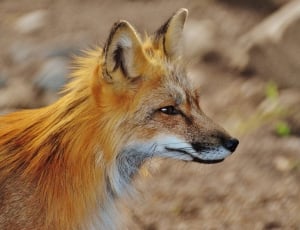 brown and orange fox thumbnail
