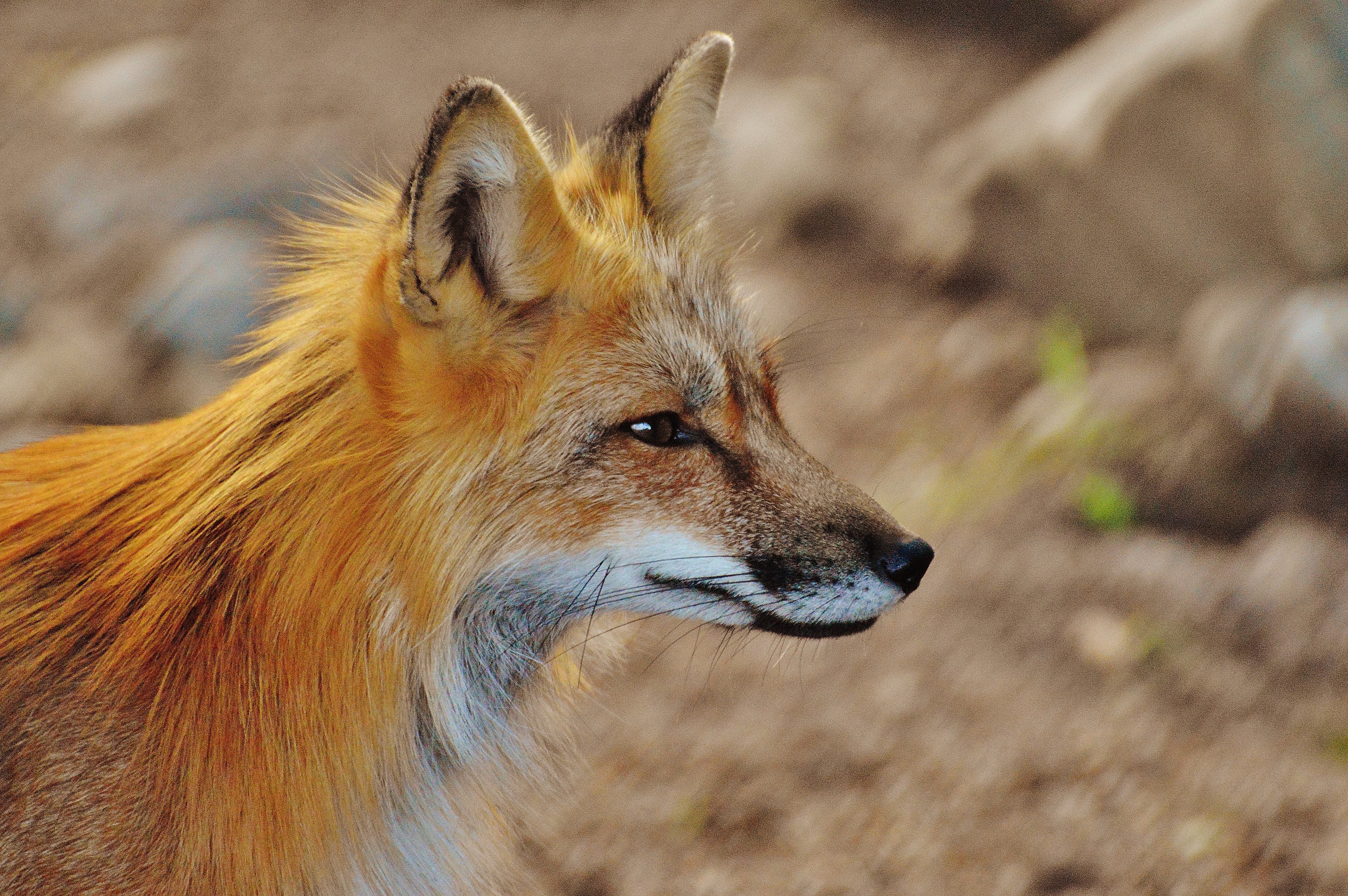 brown and orange fox