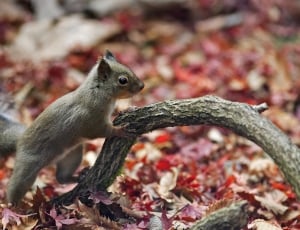 gray and brown squirrel at daytime thumbnail