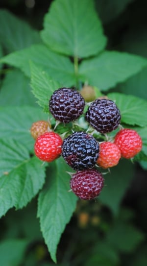 Fruit, Blackberries, Plant, Bush, Fruits, fruit, leaf thumbnail