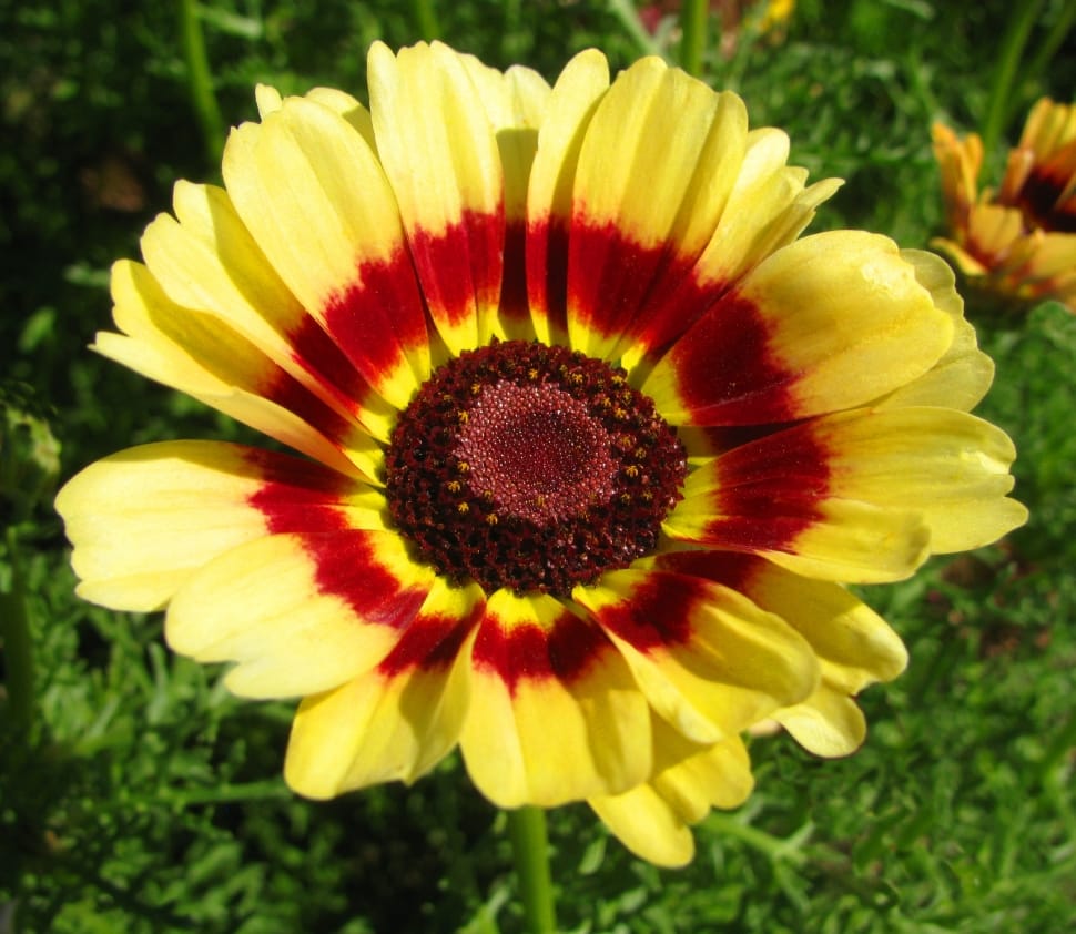 yellow and maroon flower preview