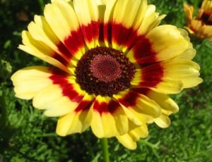 yellow and maroon flower thumbnail
