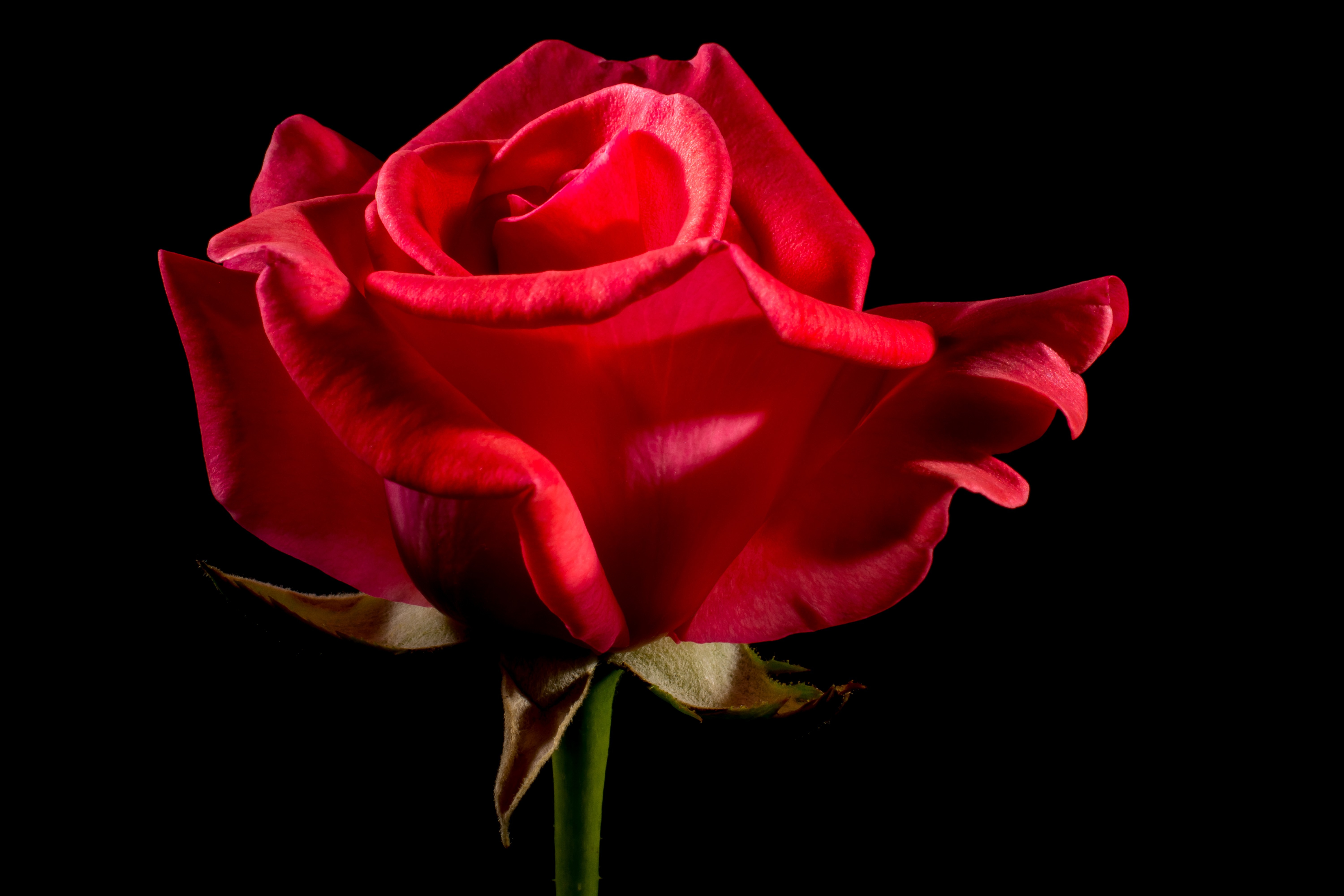 closes up photo of single rose