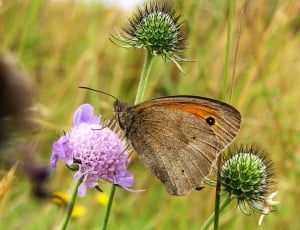 meadow brown butterfly thumbnail