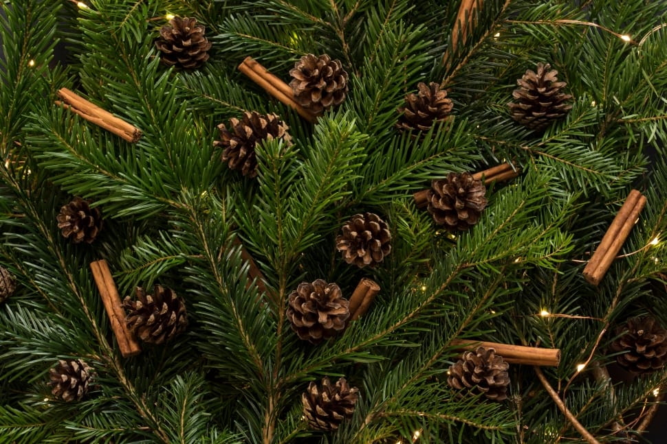 brown pinecone preview